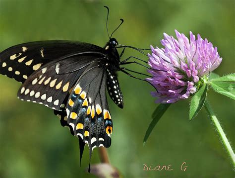 Black Swallowtail Photograph By Diane Giurco Pixels