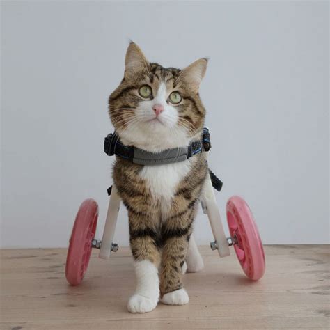 Meet Rexie The Disabled Cat That Wont Let His Problem Stop Him From