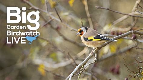 Big Garden Birdwatch Live With Special Guests Sunday Youtube