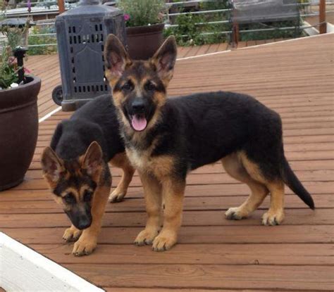 Akc German Shepherd Puppies Liver And Standard Colors For Sale In