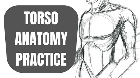 Anatomy Practice How To Draw The Torso Youtube