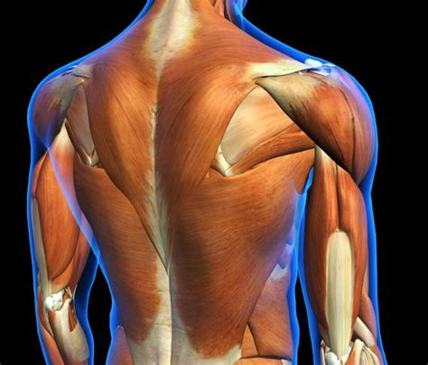 Back Anatomy Muscles Of The Human Body