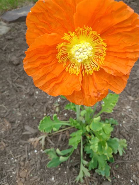 We did not find results for: I'm new at growing flowers. Does anyone know why some of ...