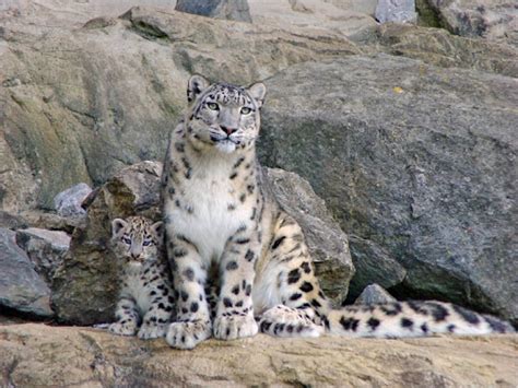 Snow Leopard Foundation қоры Қазақстанда қар барыстарын сақтау және
