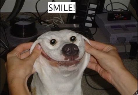 Smile Dog 笑う犬 おかしな動物 面白い犬のミーム