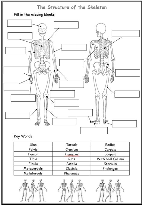 Anatomy Blank Worksheet