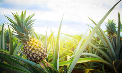 How To Grow Pineapples No Matter Where You Live