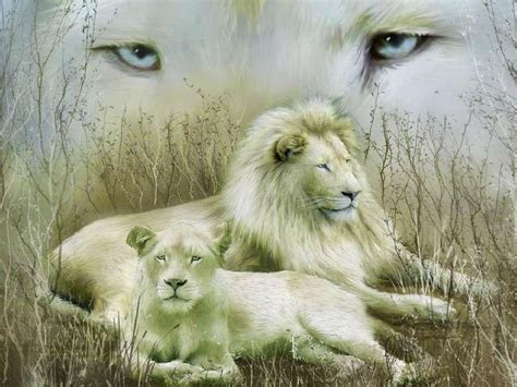 Here are only the best hd white wallpapers. Lovable Images: White Lion Hd Wallpaper Free Download ...