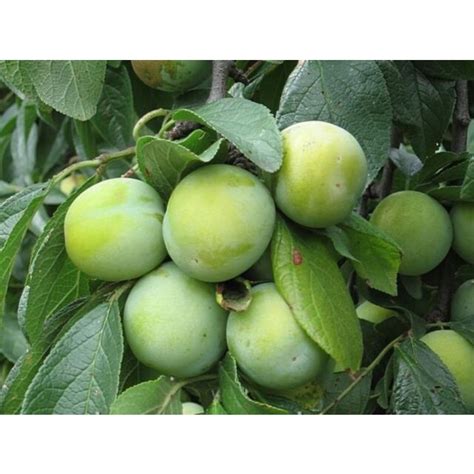 Śliwa Renkloda Althana Prunus Domestica Sadzonki W Dobrej Cenie