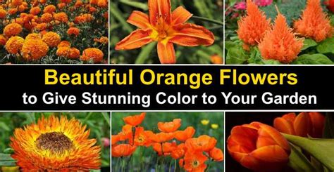 Types Of Orange Flowers With Pictures And Names Bios Pics