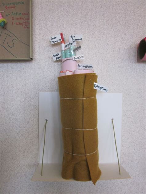 17 Best images about science projects on Pinterest | Muscular system
