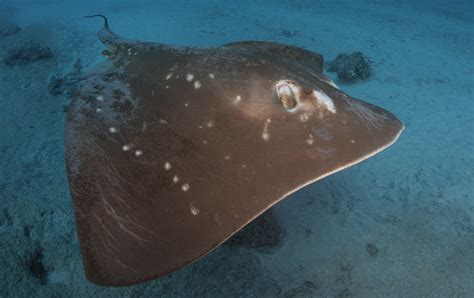 Mozambique Smalleye Stingray Research Project — Marine Megafauna Foundation