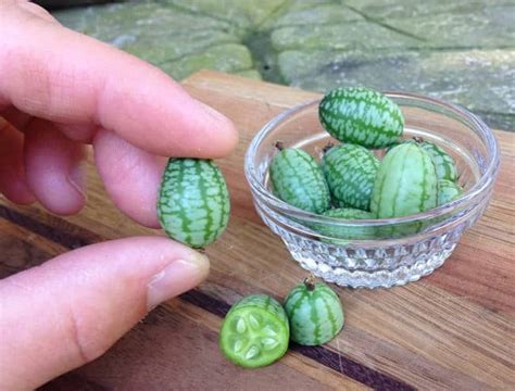 In malaysia watermelon is a very popular tropical fruit. This Bizarre Fruit Looks Like A Tiny Watermelon And Tastes ...