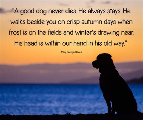 Dog Loss Quotes 30 Beautiful Sayings To Ease Your Grief