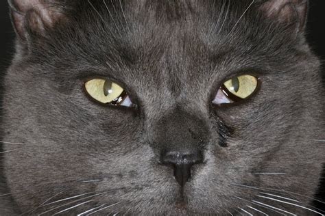 It may occur in one or both eyes of your pet. Haw's syndrome in cats | Vetlexicon Felis from Vetstream ...