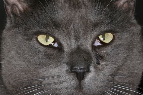 Is she lethargic, has her appetite decreased, is she hiding more and what about her litterbox habits? Haw's syndrome in cats | Vetlexicon Felis from Vetstream ...