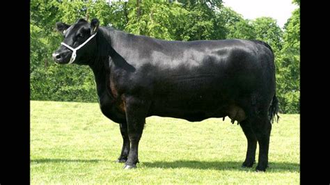 Free Photo Black Cow Animal Buffalo Cattle Free Download Jooinn