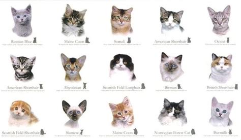 You Got Your Score Is 410 Know Your Cat Breeds Cat Breeds Cat