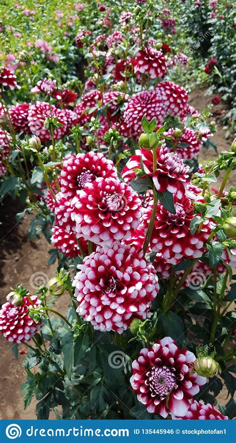 Se volete creare un ambiente sempre verde e rigoglioso, la scelta ideale è una rampicante sempreverde. Pianta Con I Fiori Rossi E Bianchi E Le Foglie Verdi Nel Campo Fotografia Stock - Immagine di ...