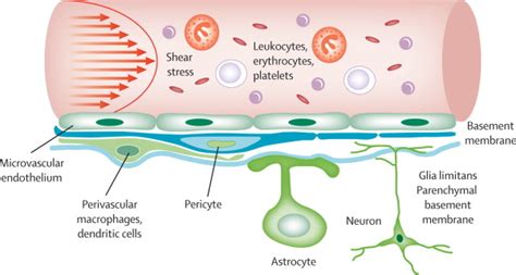 Strategies To Advance Translational Research Into Brain Barriers The