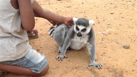 Lemur Asks For Back Scratch Wont Take No For An Answer Youtube