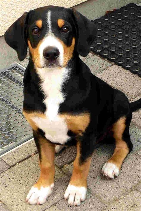 Entlebucher Sennenhund Dog Raww Entlebucher Mountain Dog Dog