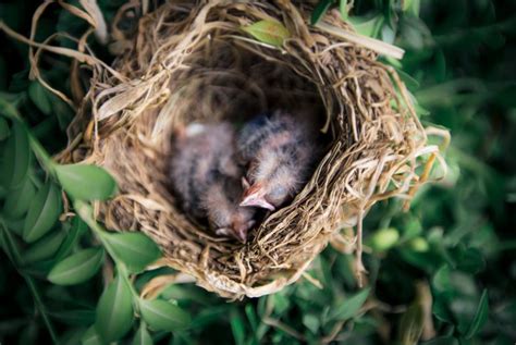Nesting Birds Wildwood Ecology