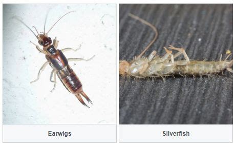 #Earwigs VS #Silverfish Which #pest do you find more repulsive? #