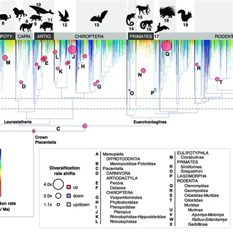 Extant Time Calibrated Molecular Phylogeny For 5911 Species Of Mammals