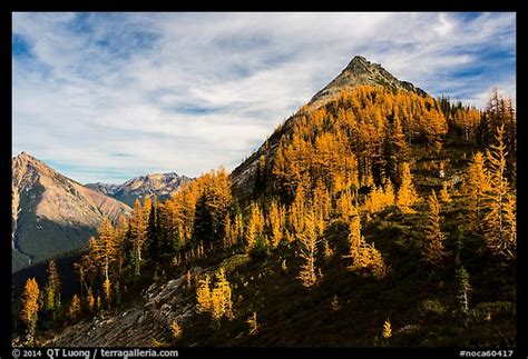 Picturephoto Alpine Larch In Autumn Foliage Above Easy Pass North