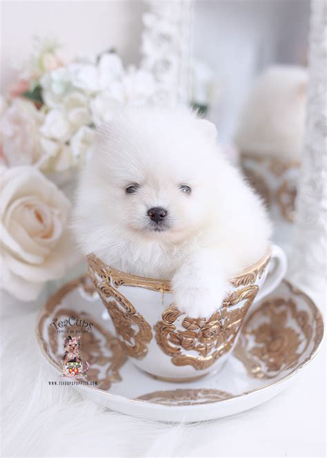 Cream Pomeranian Puppy For Sale Teacup Puppies Boutique
