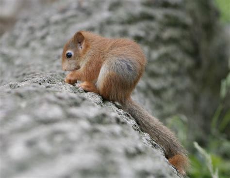 Red Squirrels Ring Of Gullion