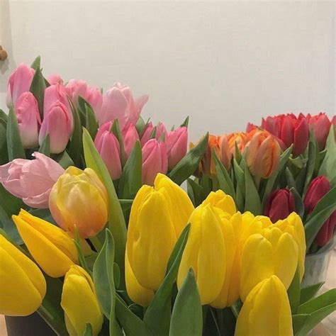 Flowers 🌺 On Twitter Flower Aesthetic Pretty Flowers Flowers Nature