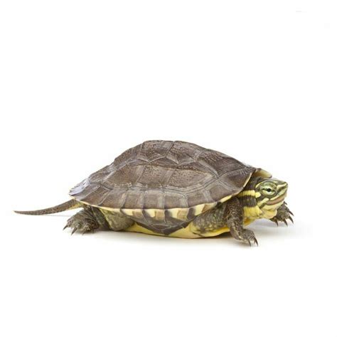 Vietnamese Pond Turtle For Sale From Luxury Pet Source Worldwide Delivery