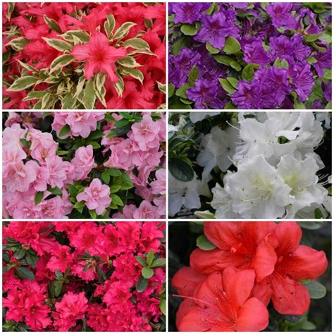 Dwarf Azaleas Shrubs