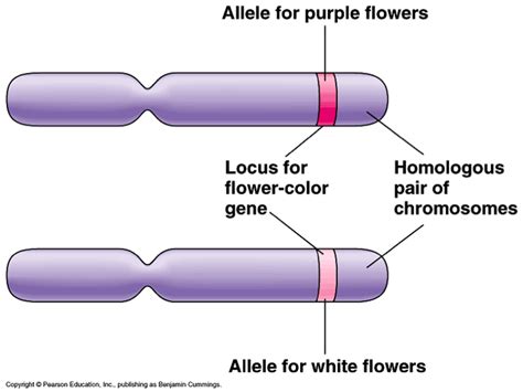 32 Chromosomes The Biology Classroom