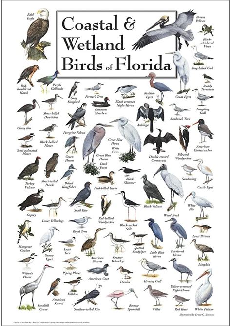 Earth Sky Water Poster Coastal And Wetland Birds Of
