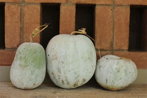 Winter Melon: Health Benefits, Nutrition, and All Interesting Facts ...