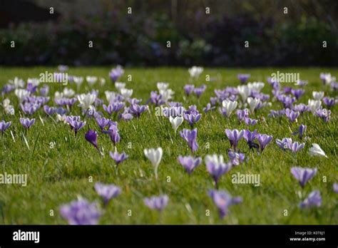 Crocus Painting Hi Res Stock Photography And Images Alamy
