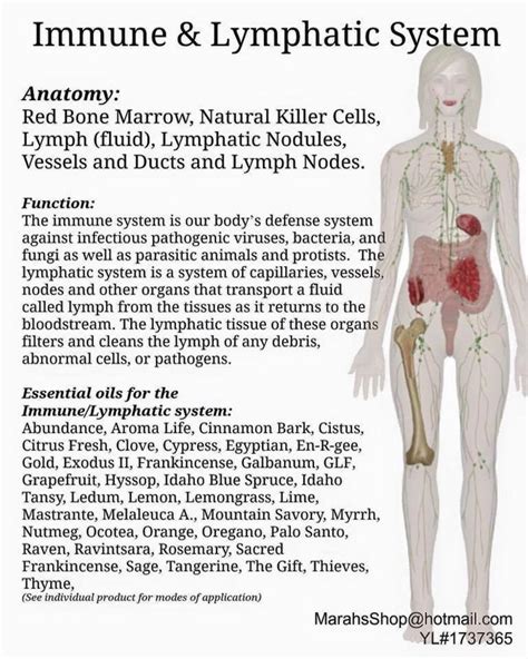 Pin By Woh Llc On Theres An Oil For That Lymphatic System Anatomy
