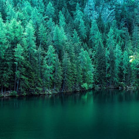 Pine Trees Along Lake 5k Ipad Pro Wallpapers Free Download