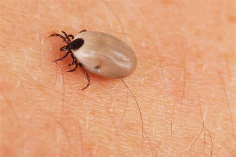 A Discussion About Tick Borne Illnesses