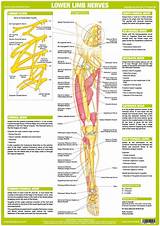Muscle/tendon inflammation and pain along anterio… Nervous System Anatomy Charts - Set of 6 | Nervous system ...