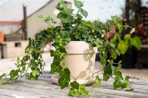 English Ivy Plant Care Growing Guide