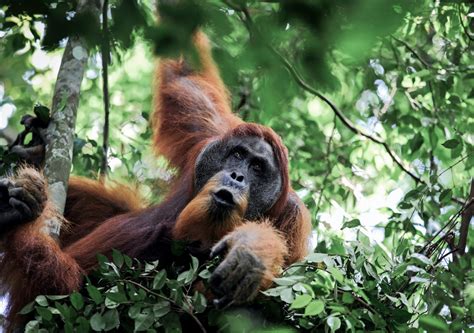 Orangutan Sumatra Tour And Lake Toba Indonesia Wildlife And Nature 🦧