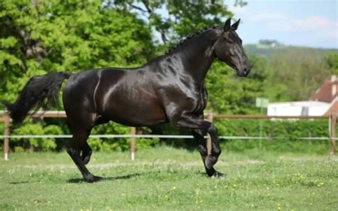 Top 10 Most Expensive Horse Breeds In The World