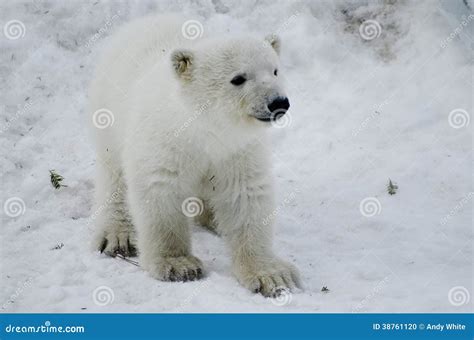 Baby Polar Bear Toronto Zoo Stock Photos Free And Royalty Free Stock