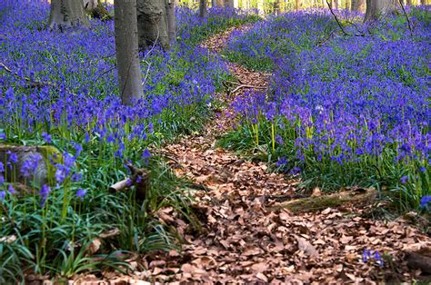 Every Spring This Forest In Belgium Becomes A Blue Wonderland Demilked