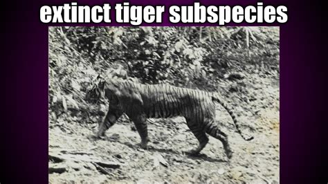 Extinct Tigers Extinct Tigers Subspecies Extinct Tigers Species