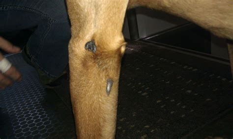 Skin Tags And Warts On A Dogs Elbow Skin Tag Warts
